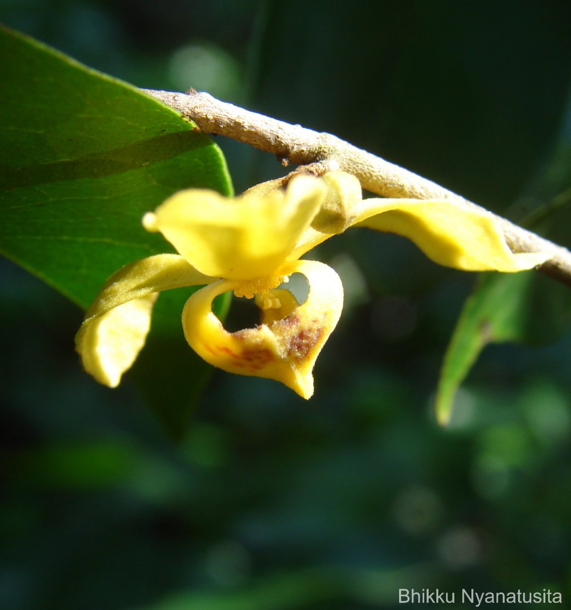 Mitrephora heyneana (Hook.f. & Thomson) Thwaites